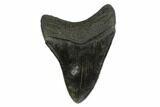 Fossil Megalodon Tooth - South Carolina #130838-1